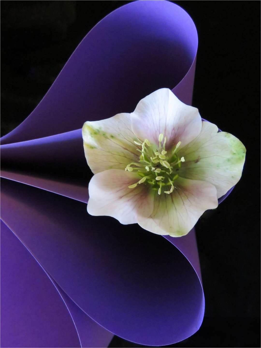 Purple hellebore - Karen Reeve