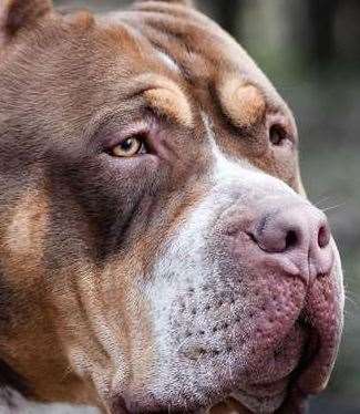 An American XL bully. Stock image