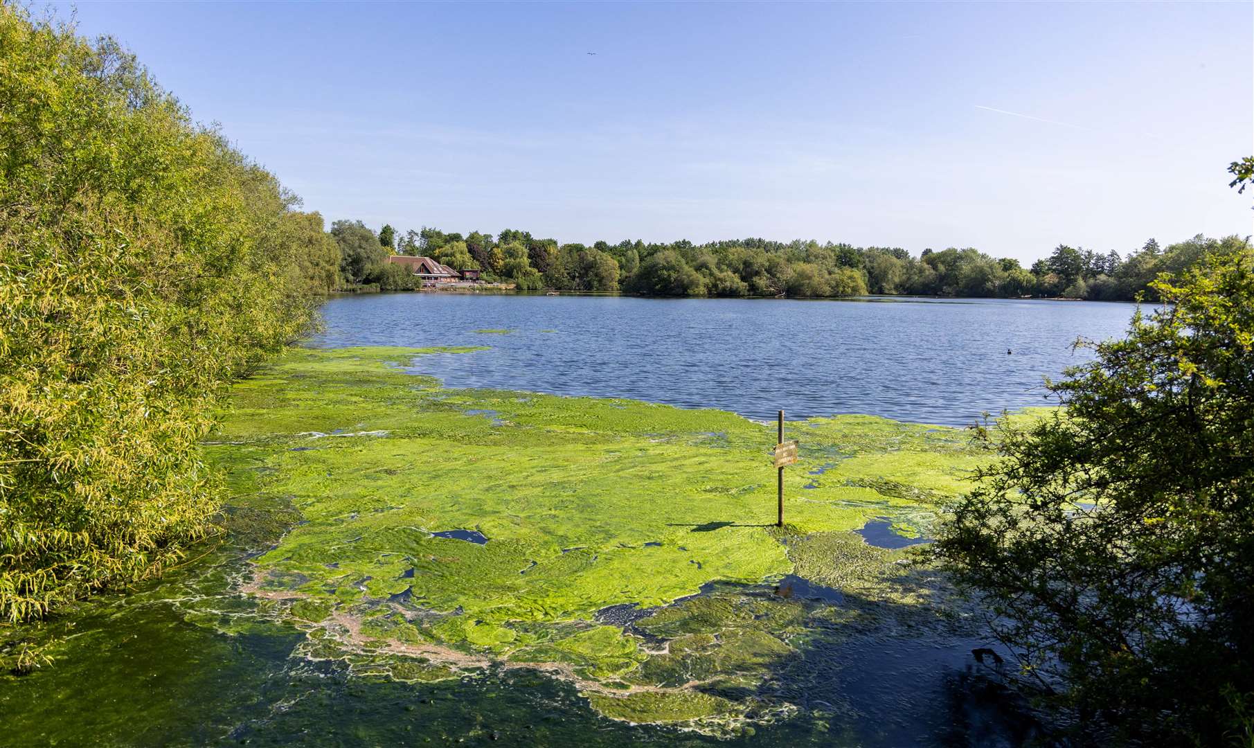 Green algal bloom at Thatcham Lake