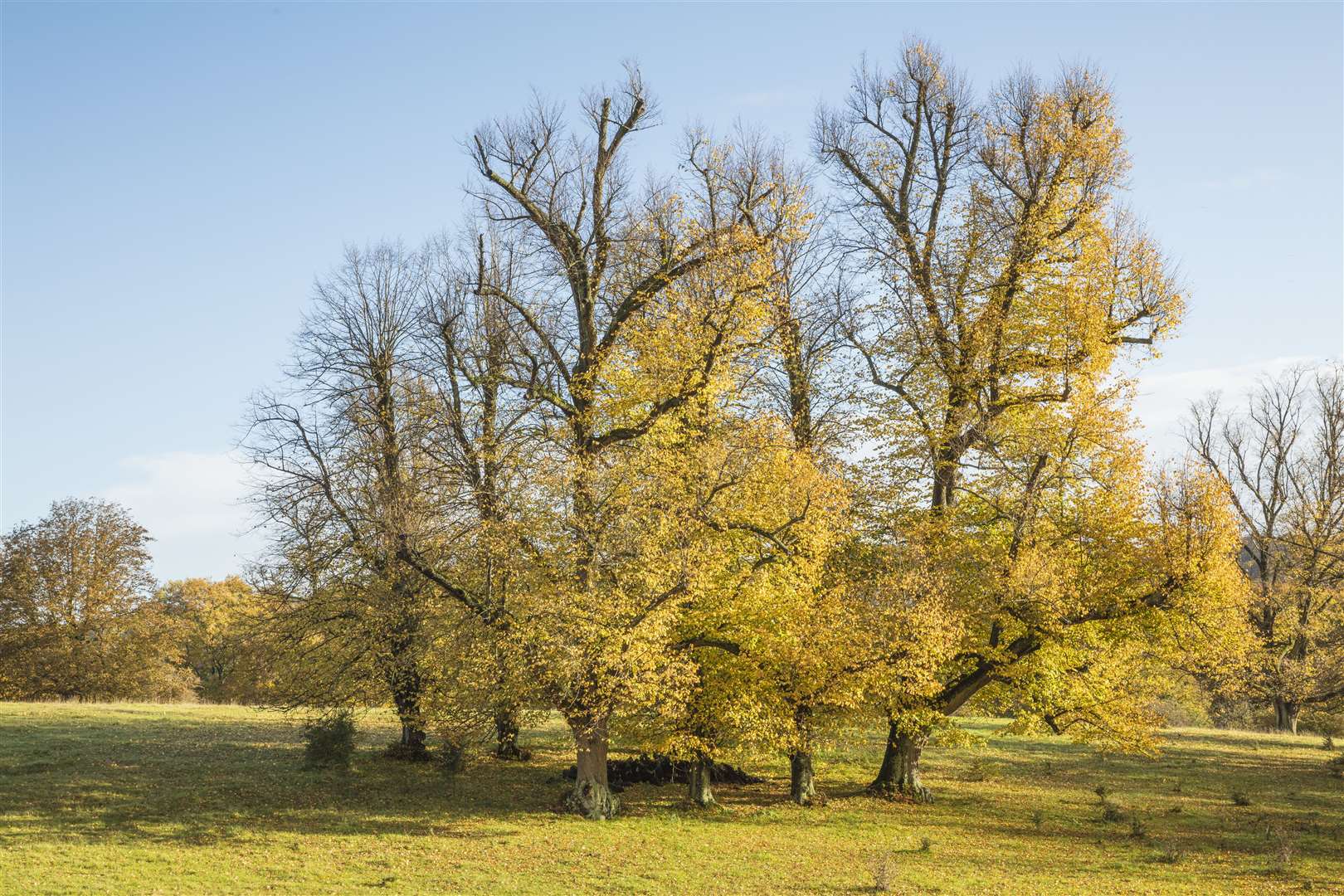 The parkland in autumn at Basildon Park Picture: NT James Dobson