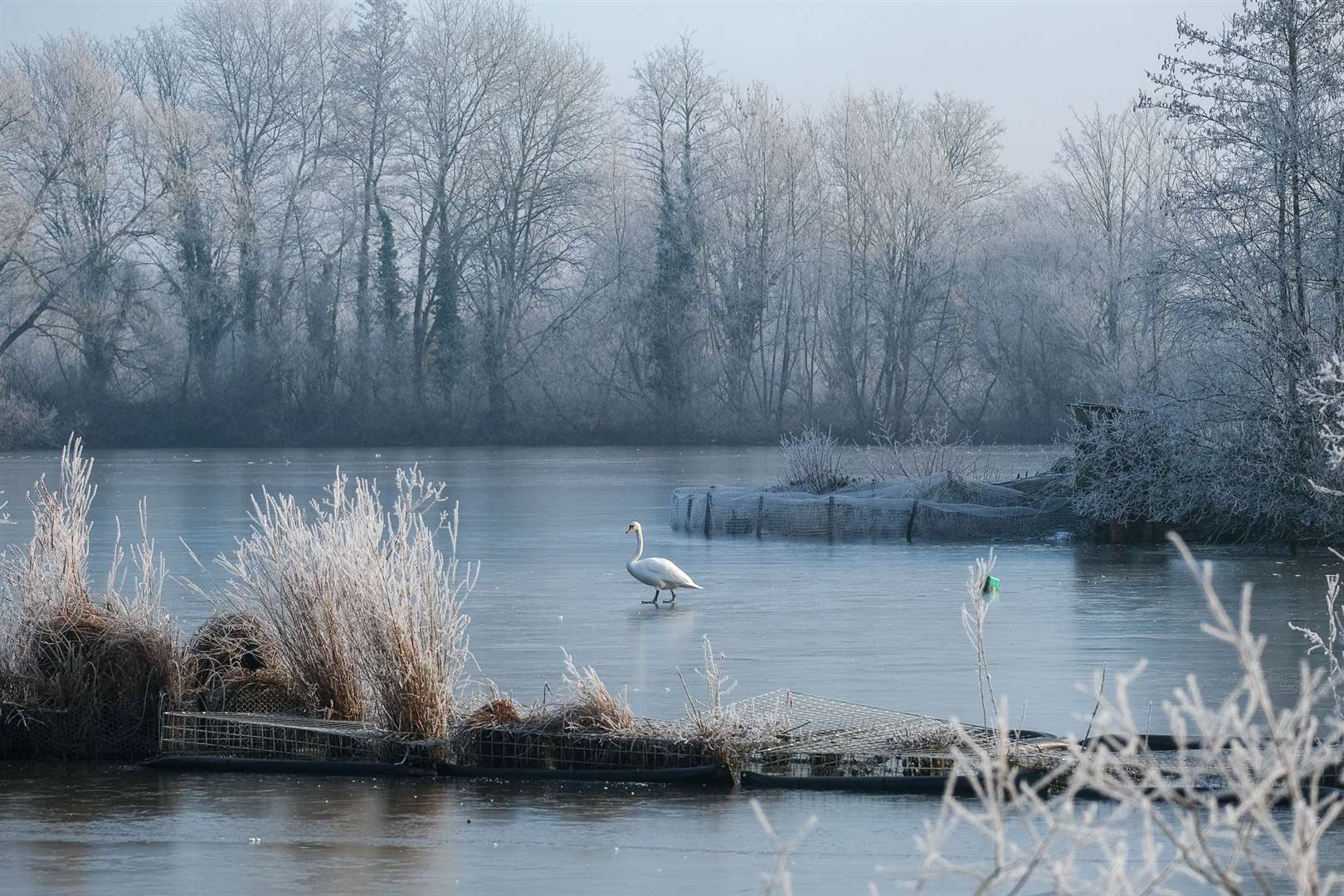 The wildlife on the frozen lake at Thatcham's Nature Discovery Centre