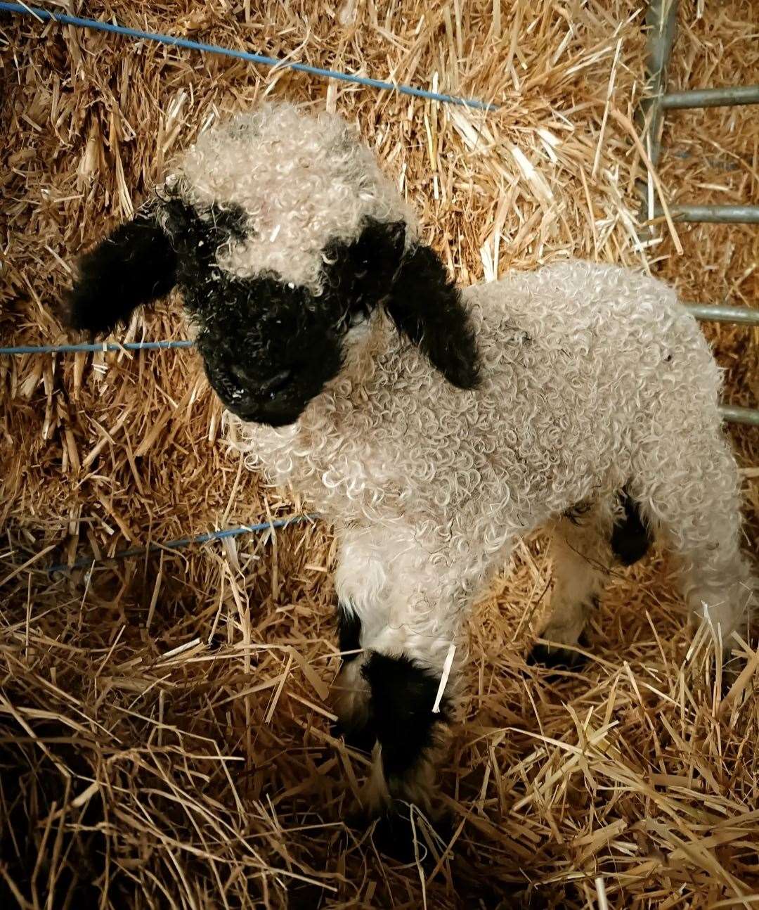 Lambing time has begun at Mazelands Farm