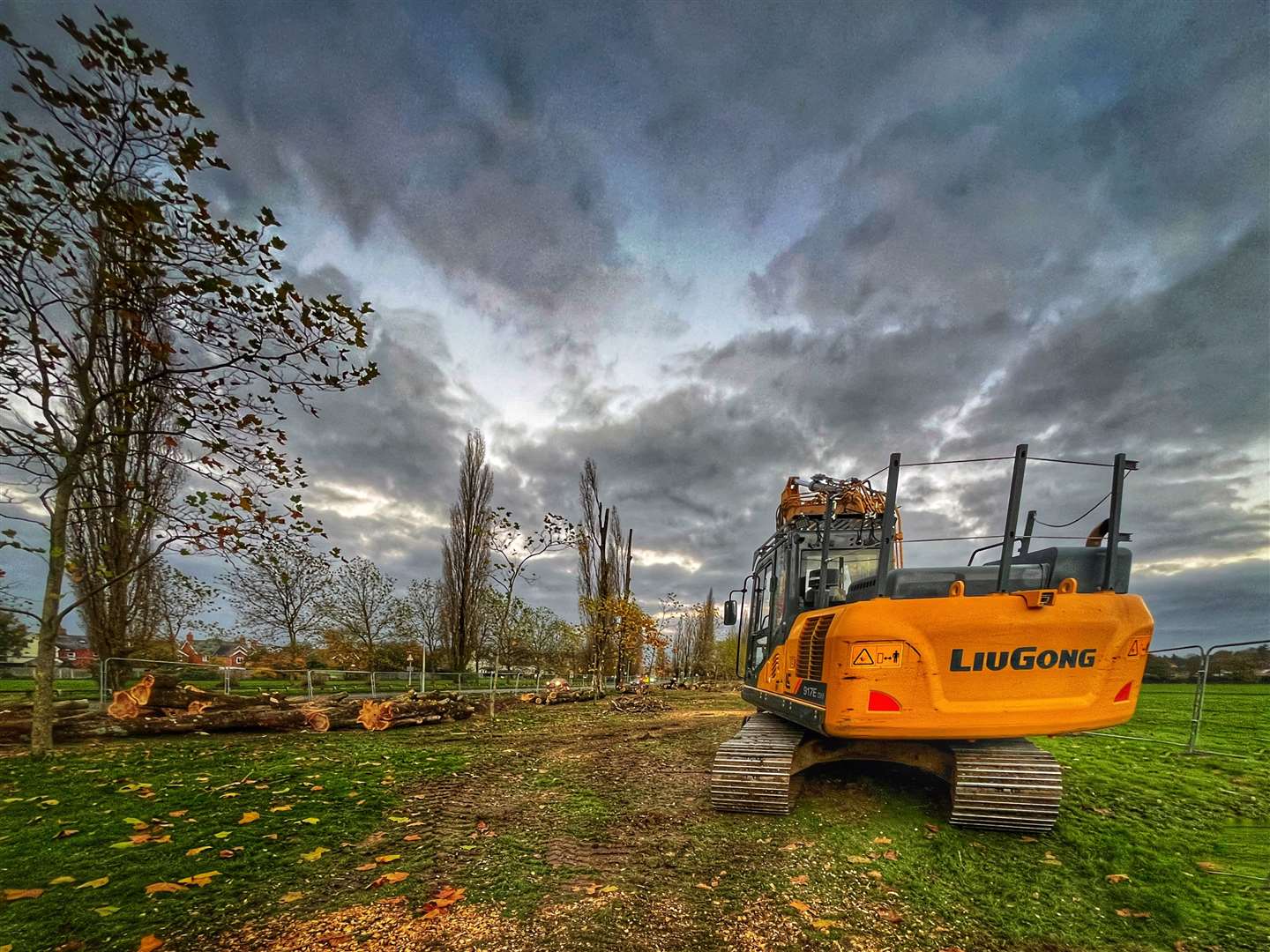 Poplars being felled in Stroud Green