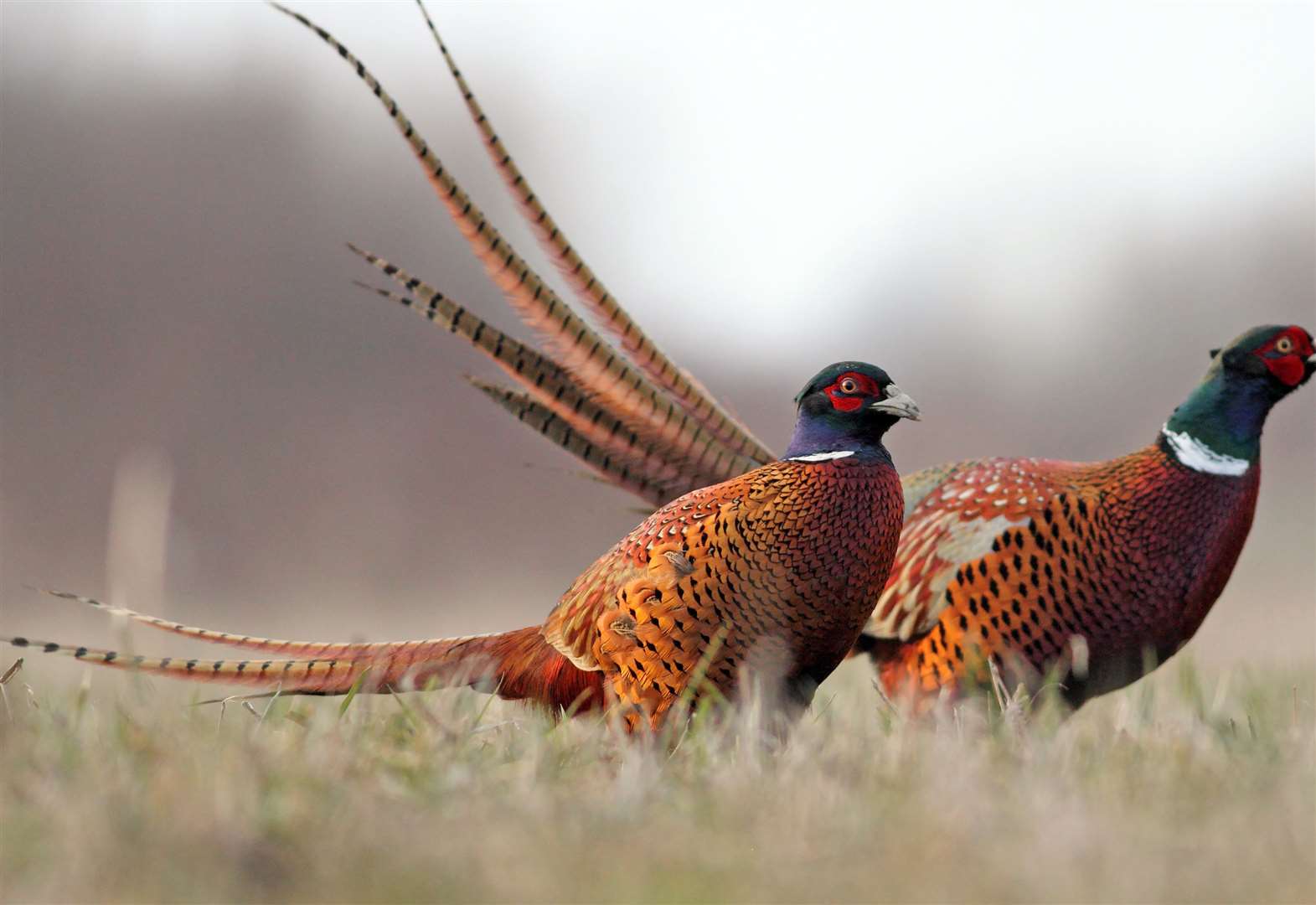 Wild game season starts today (Friday)