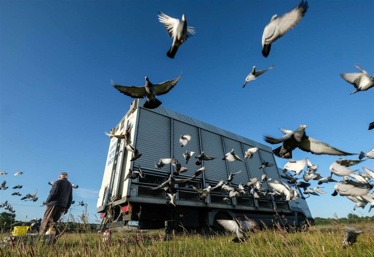 pigeon rescue near me uk pigeon rescue near me uk