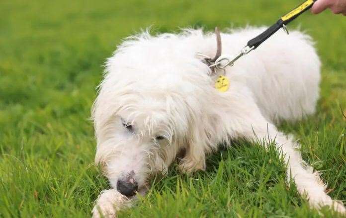 Hugo, picture: Dog's Trust