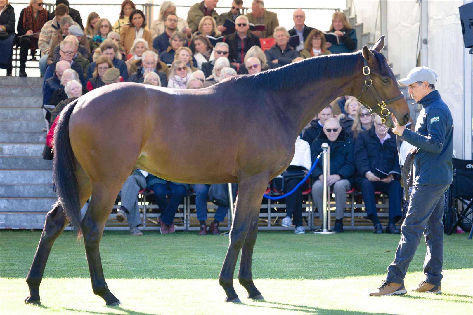 Highclere's annual Yearling Parade. Pictures by Dan Stevens