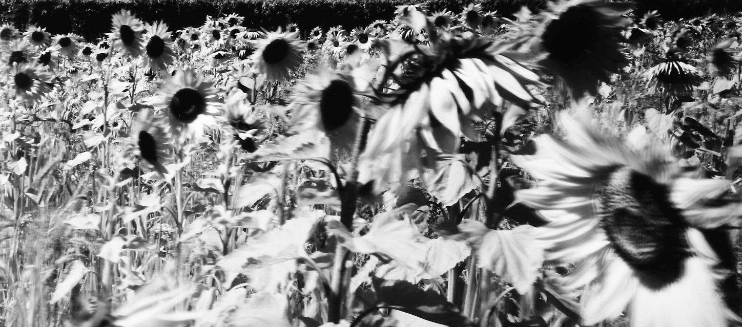 David Hatfull, Sunflowers