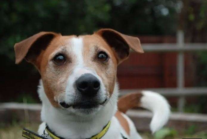 Junior is looking for a loving new home