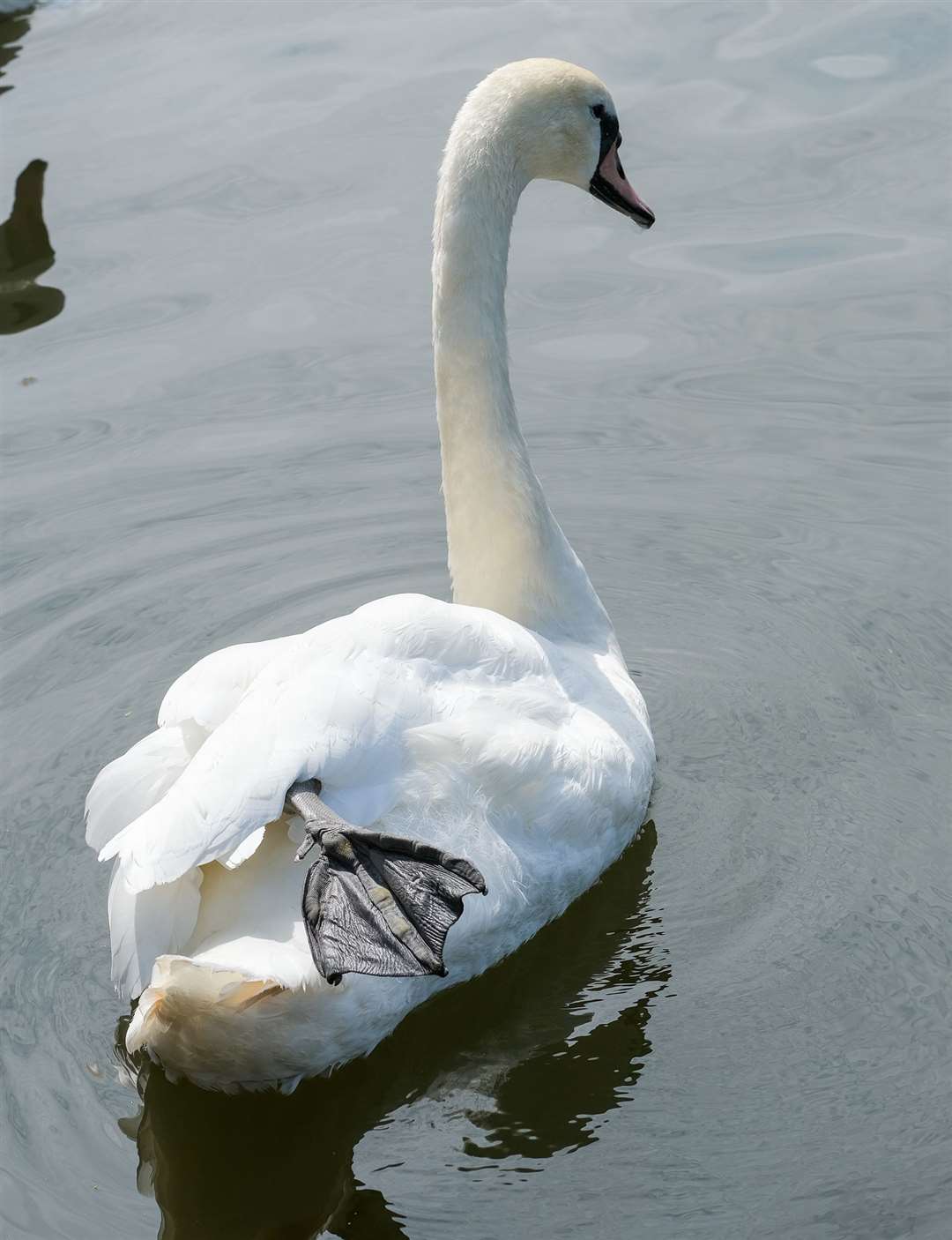 Swans keep a leg out of the water to regulate their body temperature