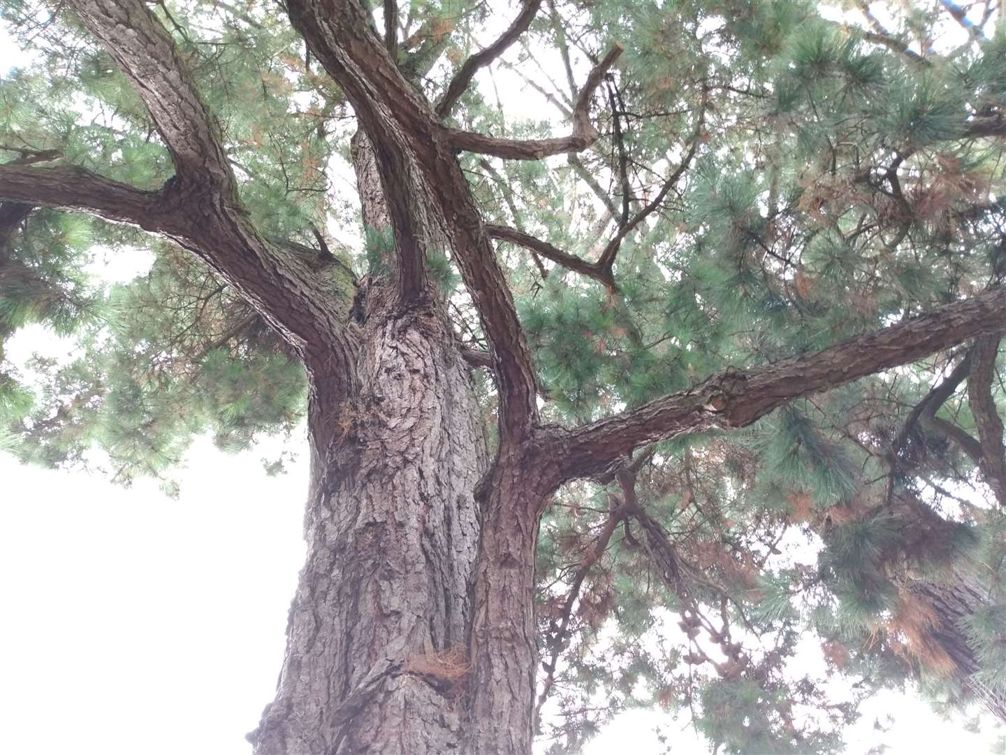 One of the giant pines