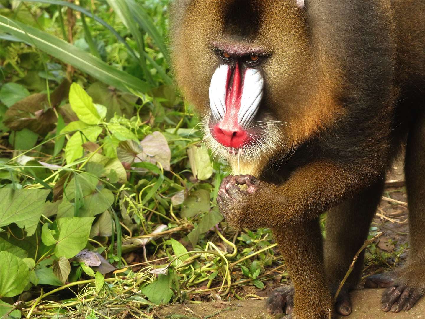 Limbe Wildlife Centre