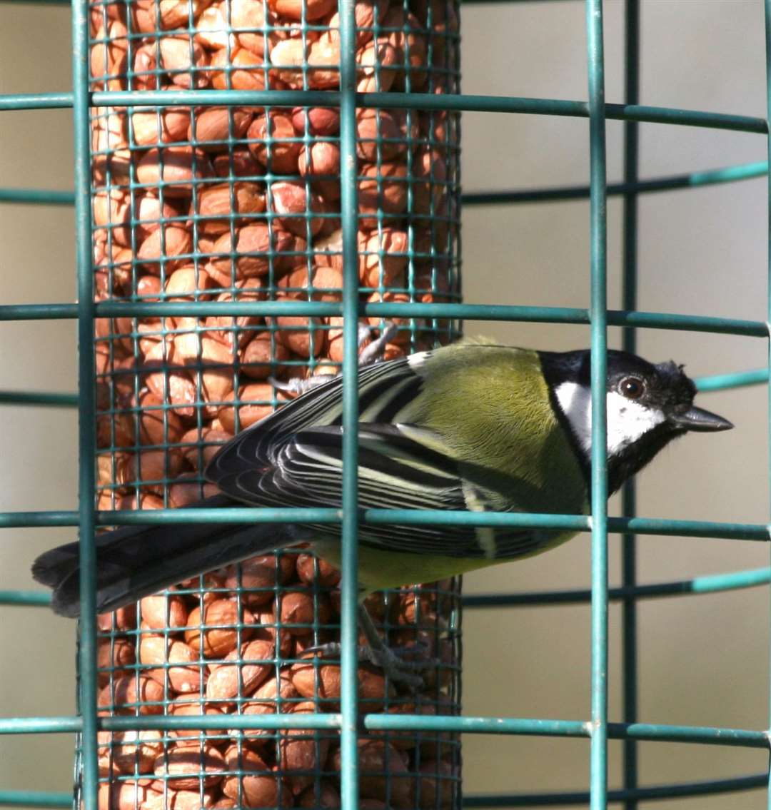 Picture: Phil Cannings Ref:12 3708a Great tit