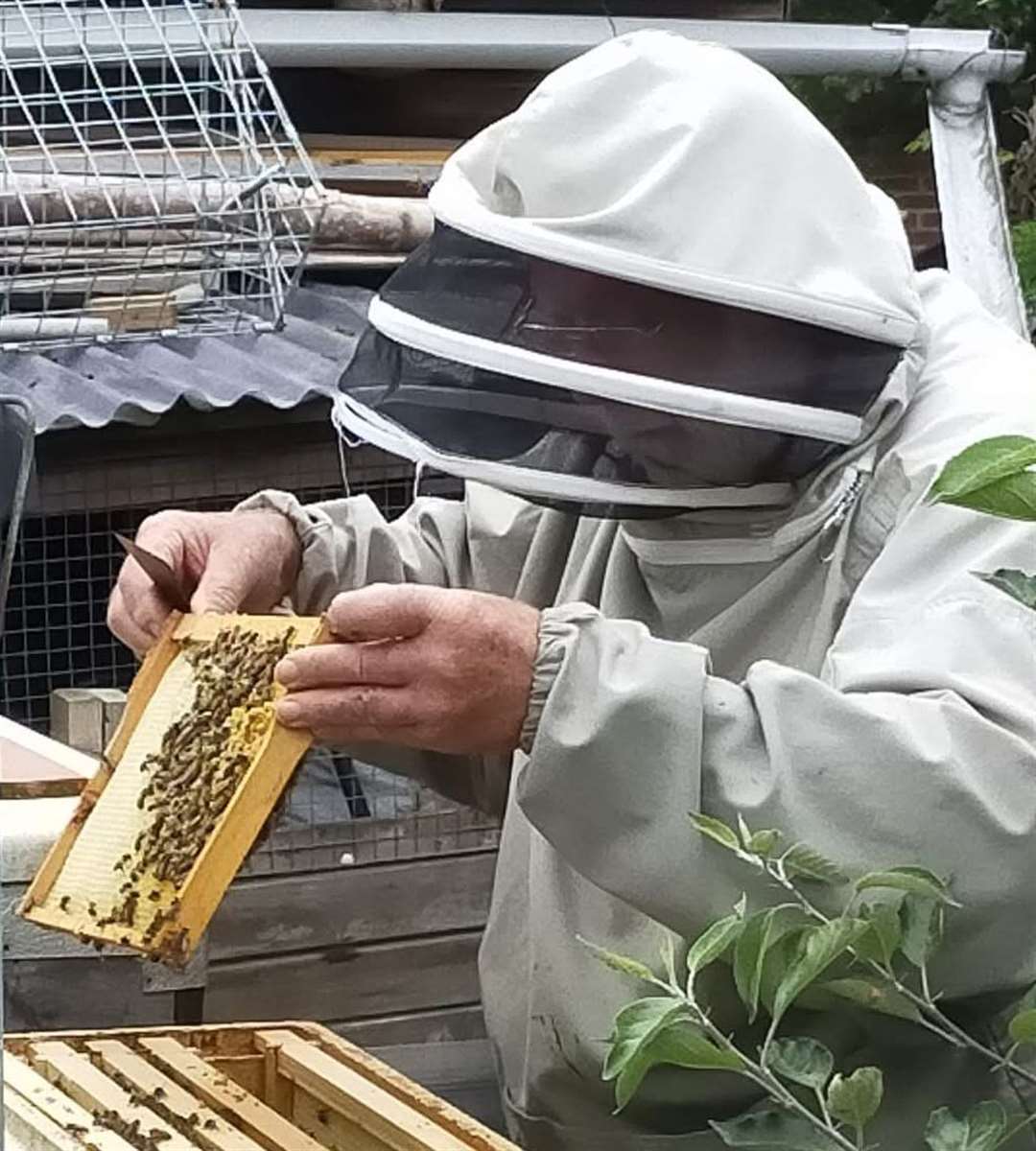 Paul in action tending to his bees. Credit: Carole Jarvis
