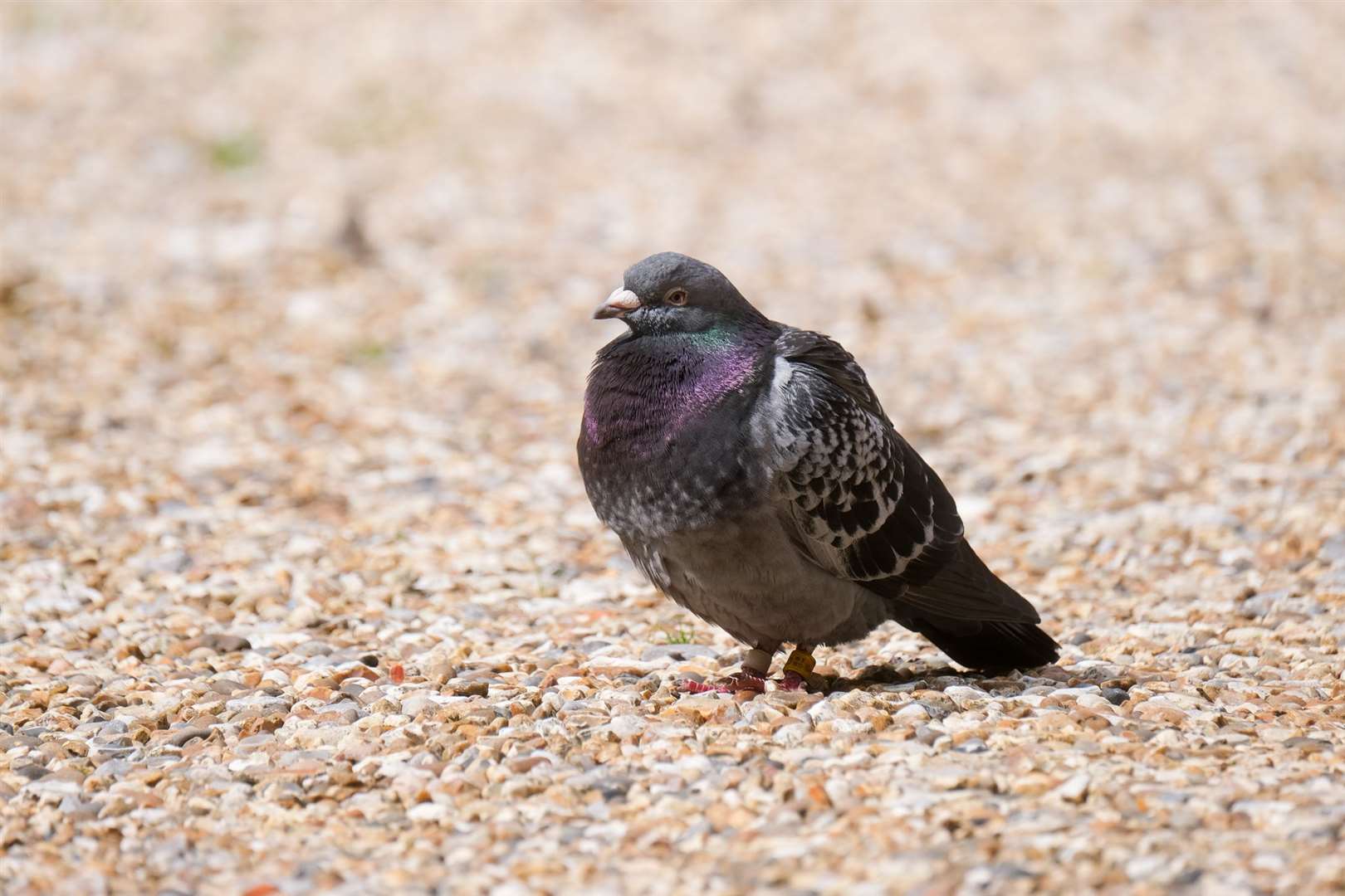 10,000 pigeons vanished during a 170-mile race - one pigeon has been spotted in Woolton Hill ..Ref: 26-0521f