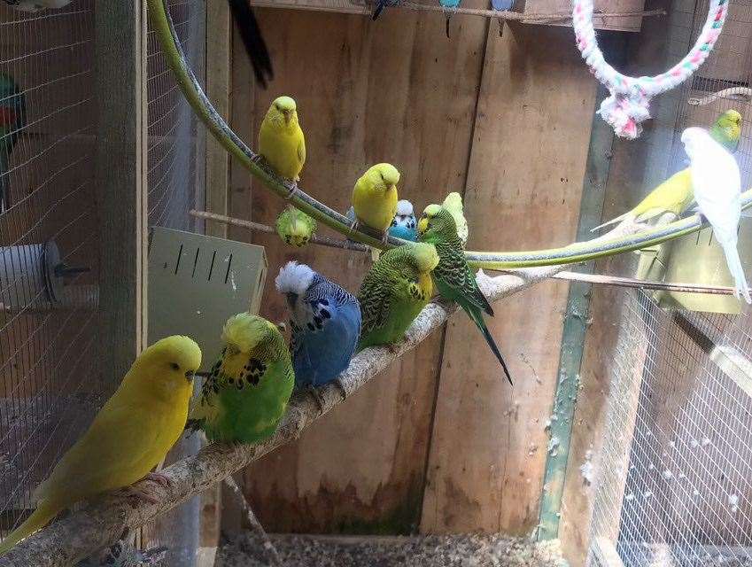 Drew Holdaway has been keeping birds for over 30 years and he has an extensive collection of different species