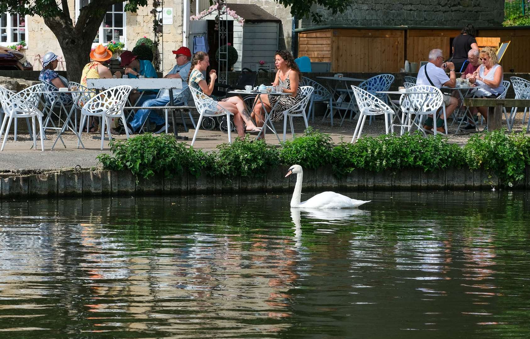 Swans keep a leg out of water to regulate their body temperature