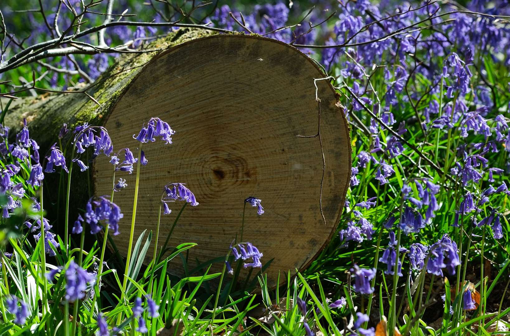 Bluebell wood near Great Bedwyn