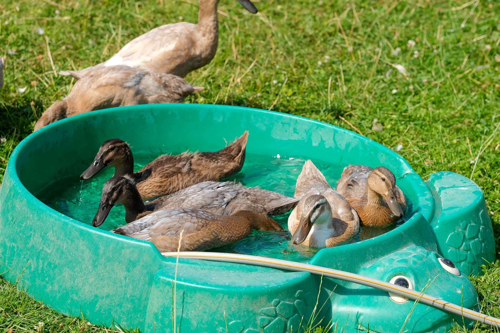Quacking time at Bucklebury Farm