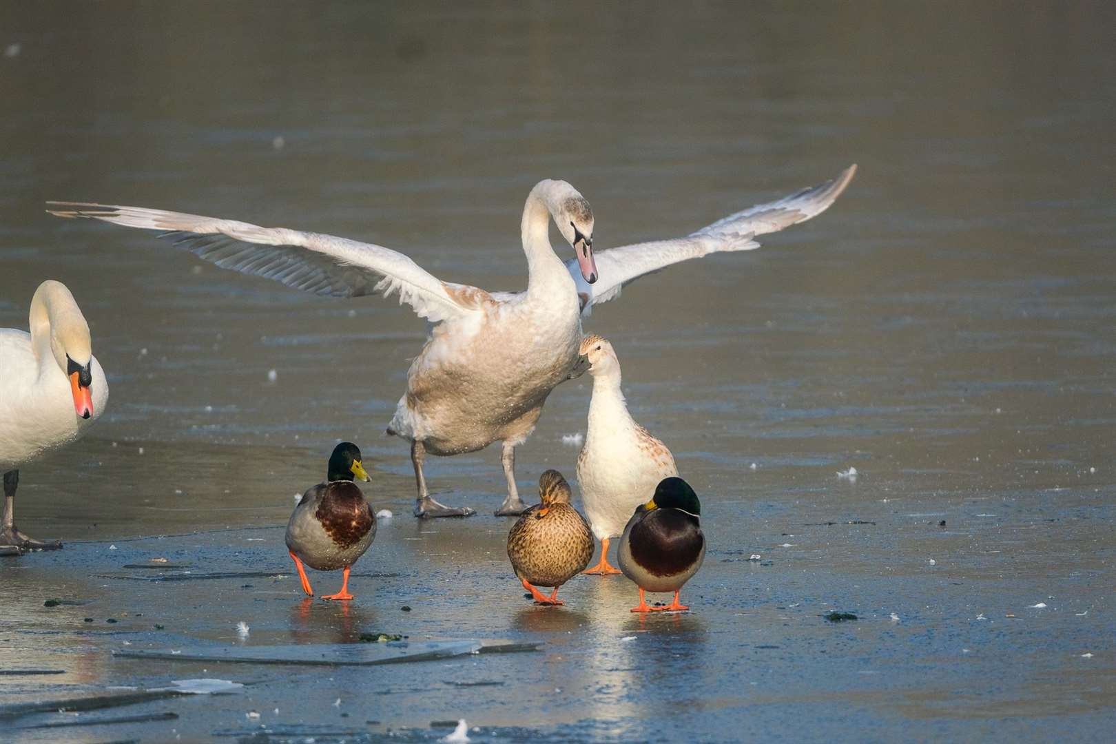 The wildlife on the frozen lake at Thatcham's Nature Discovery Centre