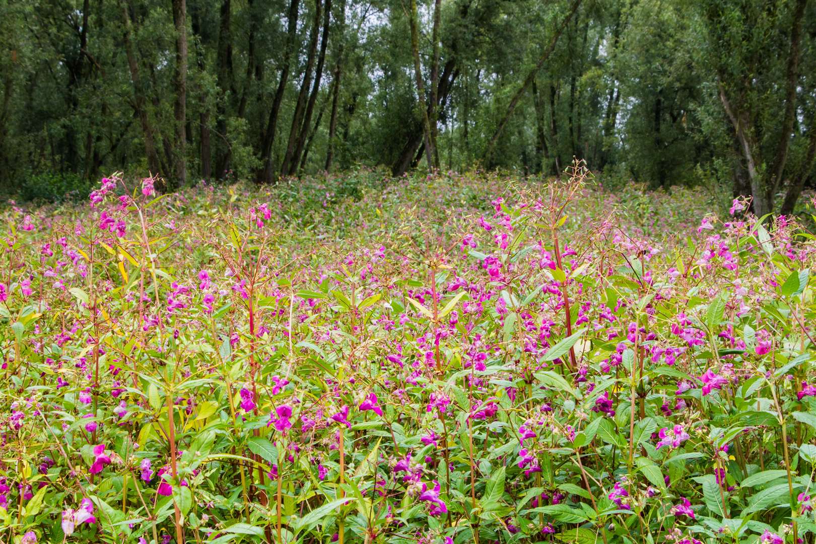 Himalayan Balsam in full pink bloom. Photo: Shutterstock.
