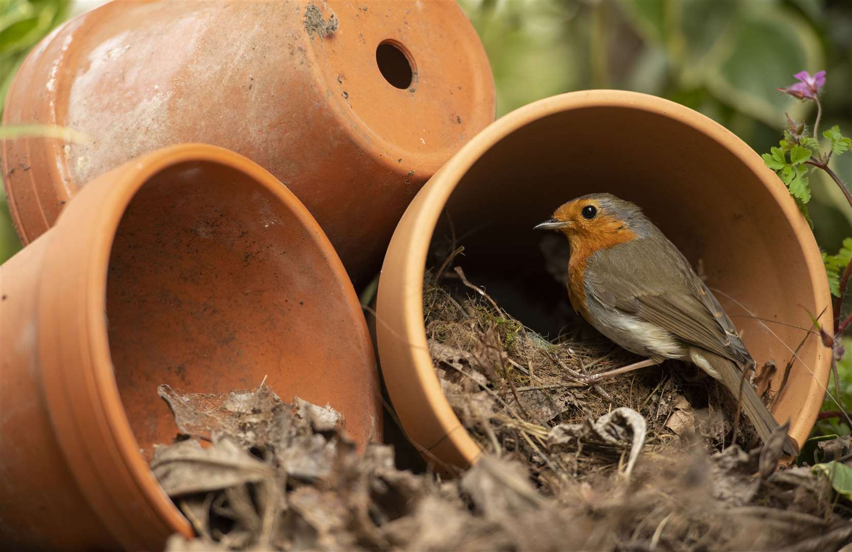 European robin Picture: RSPB
