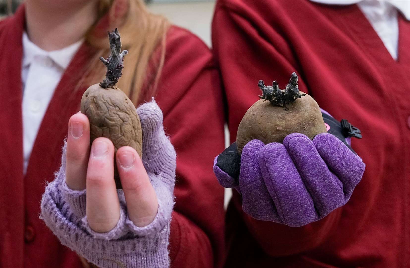 Mary Hare school pupils preparing to plant their potatoes