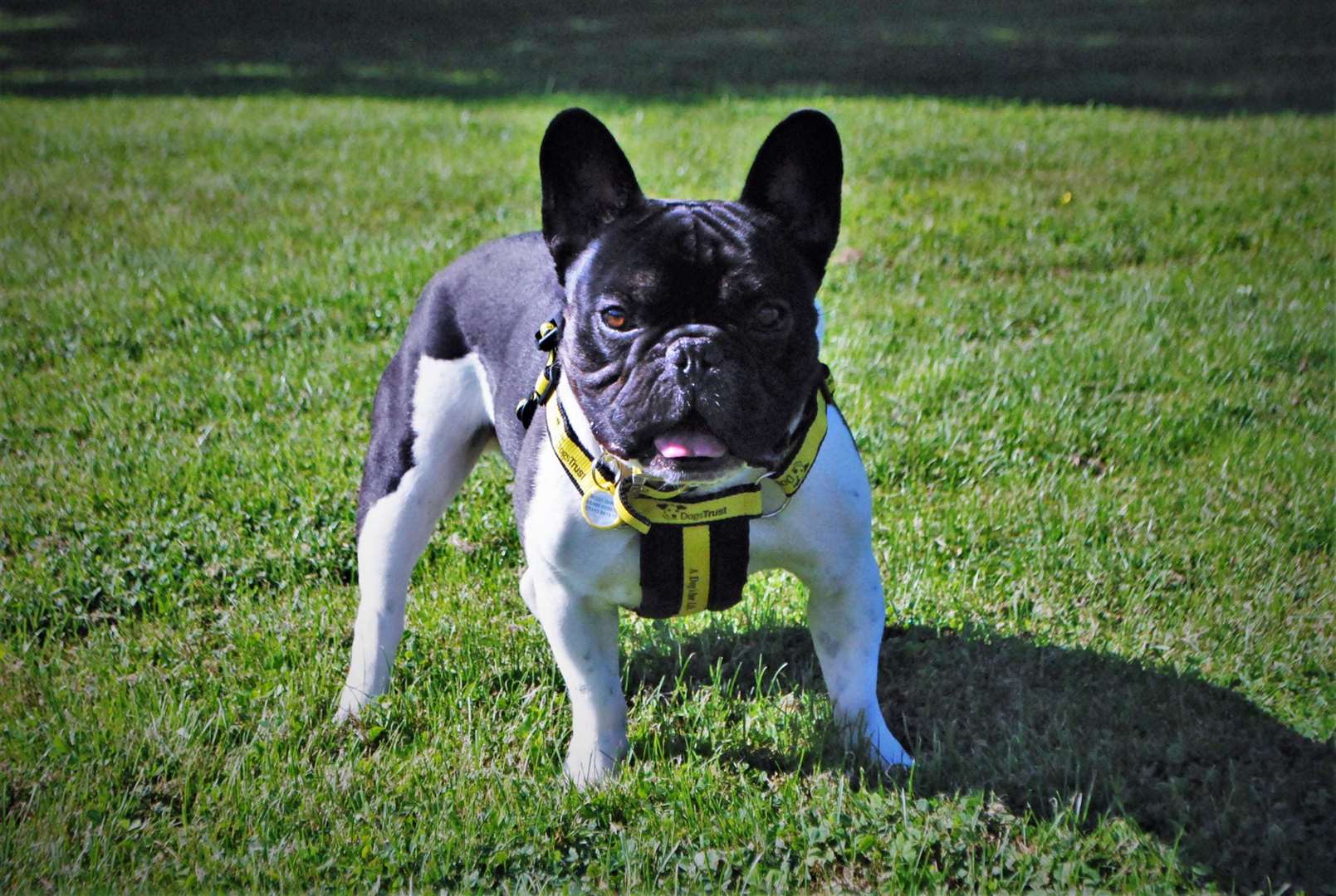 Bernie hopes to find a loving new home