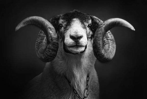 This photograph has been selected to be exhibited in the Black and White Photographer of the Year in Chicago next year
