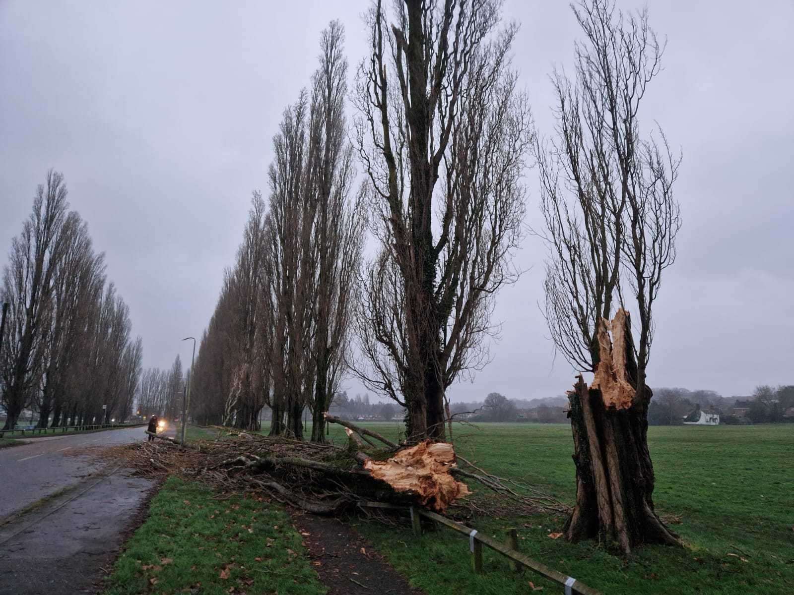 One of the 60-year-old poplar trees fell victim to Storm Henk