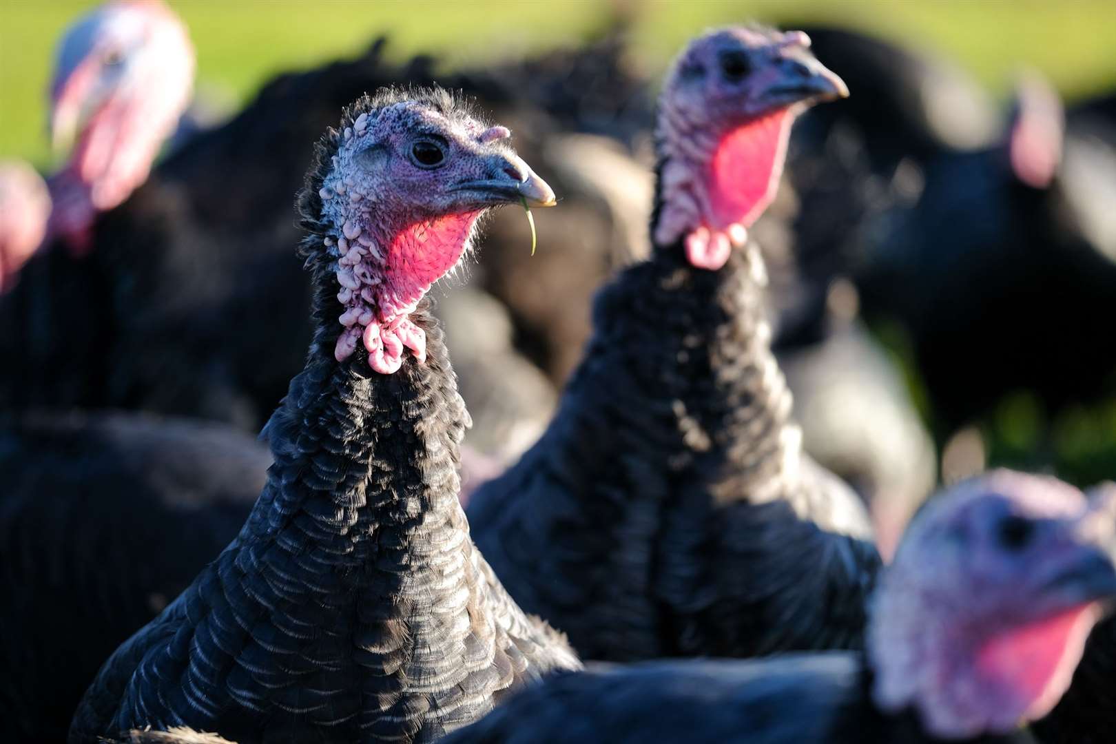 Walters Turkeys