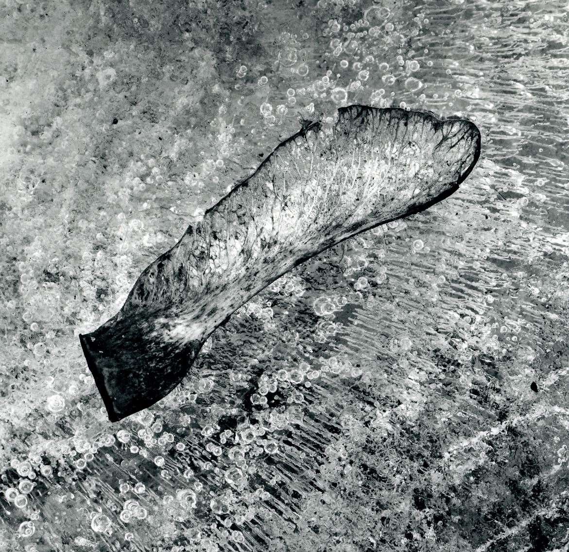 David Hatfull, Sycamore in Ice