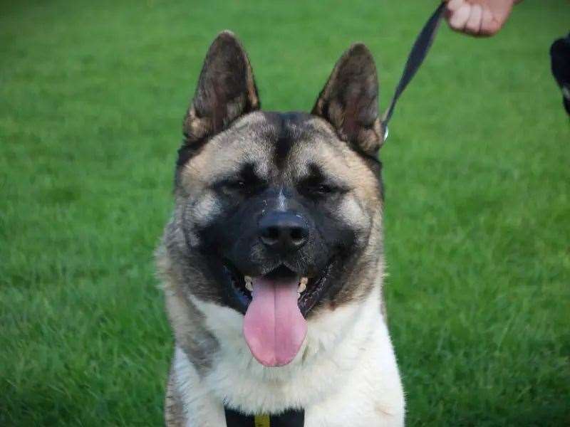 Can you give Cam a new home?