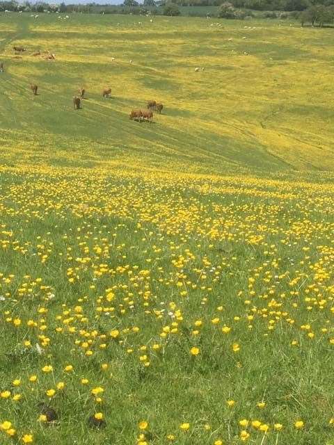 Buttercups, Aldworth