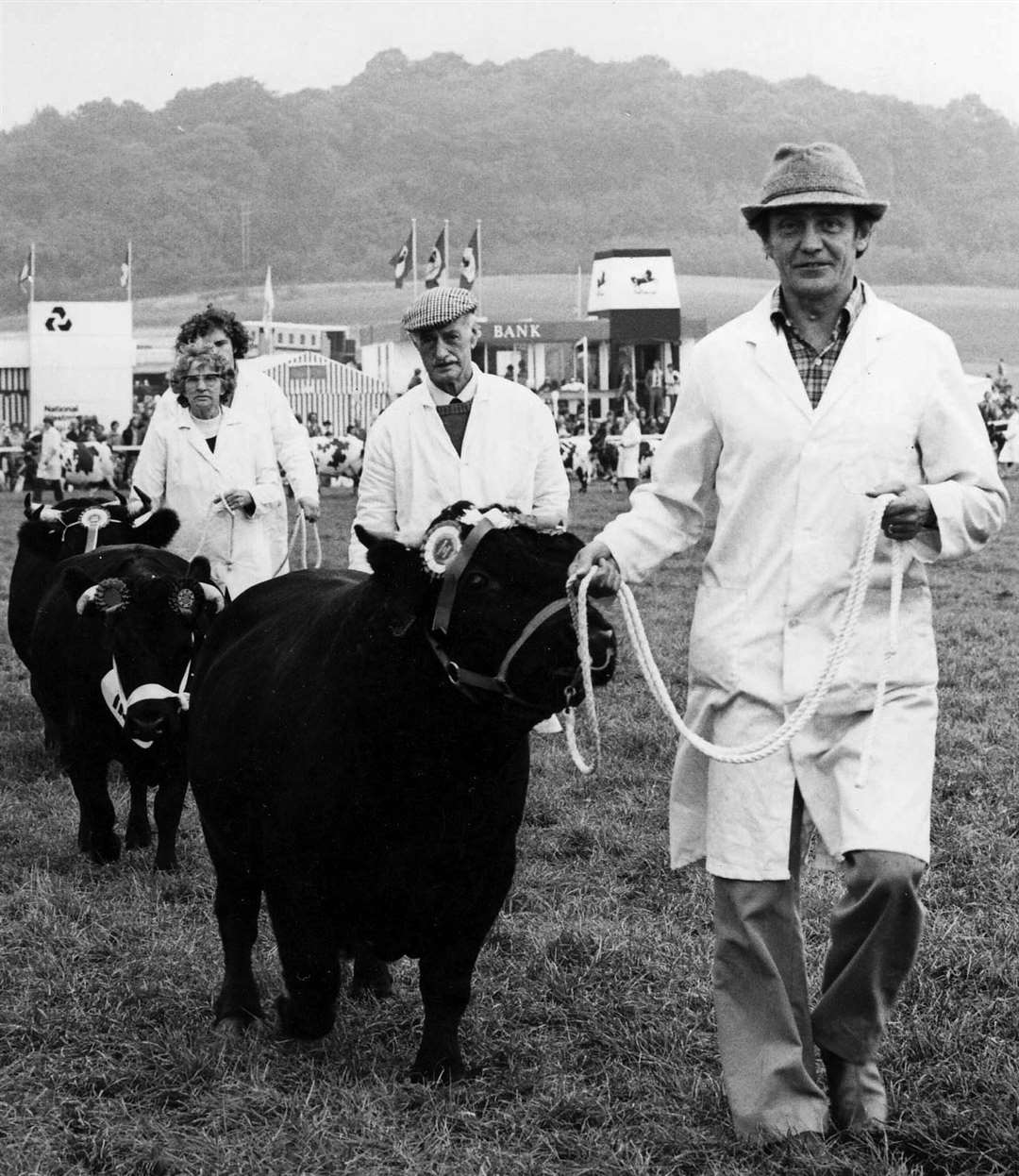 Cattle parading at Newbury Show in 1982