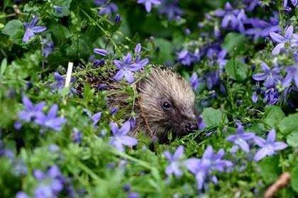 A native hedgehog Picture: Duncan Eames