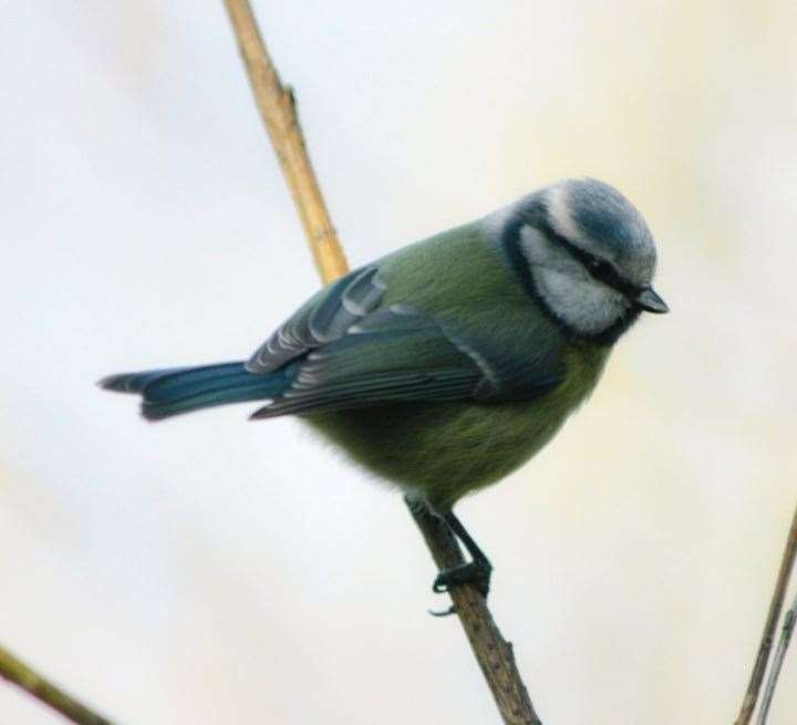 Matt Dolinski said taking photographs of the birds at Thatcham's Nature Discovery Centre helped him manage his mental health