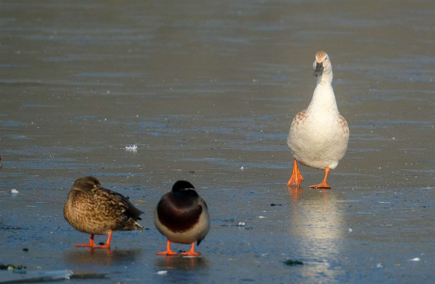 The wildlife on the frozen lake at Thatcham's Nature Discovery Centre