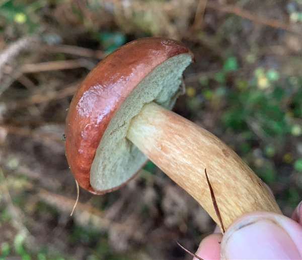 Bay bolete (Imleria badia)