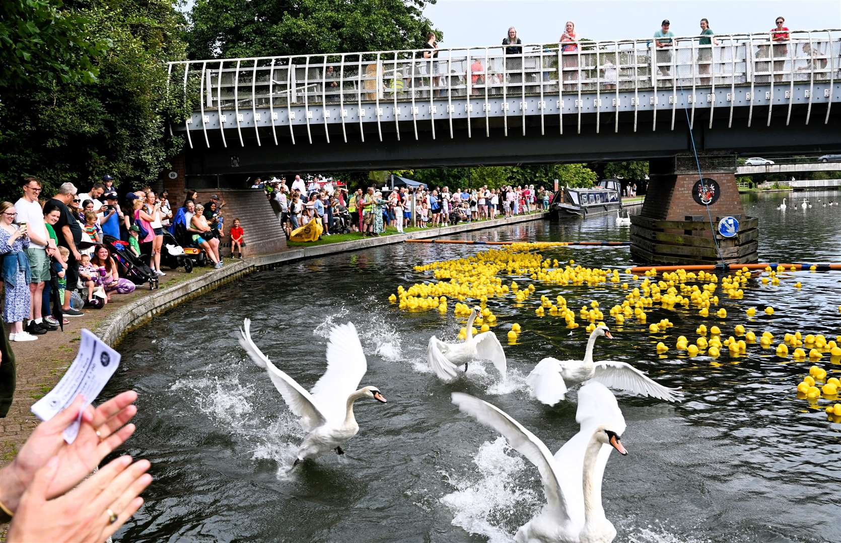 Hundreds of ducks raced along the canal in September