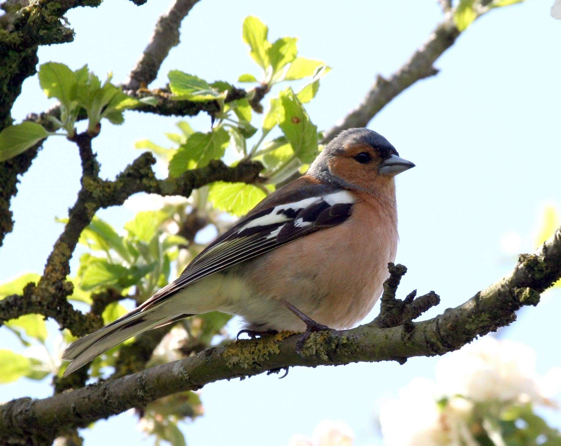 Picture: Phil Cannings Ref:19 1308i Chaffinch