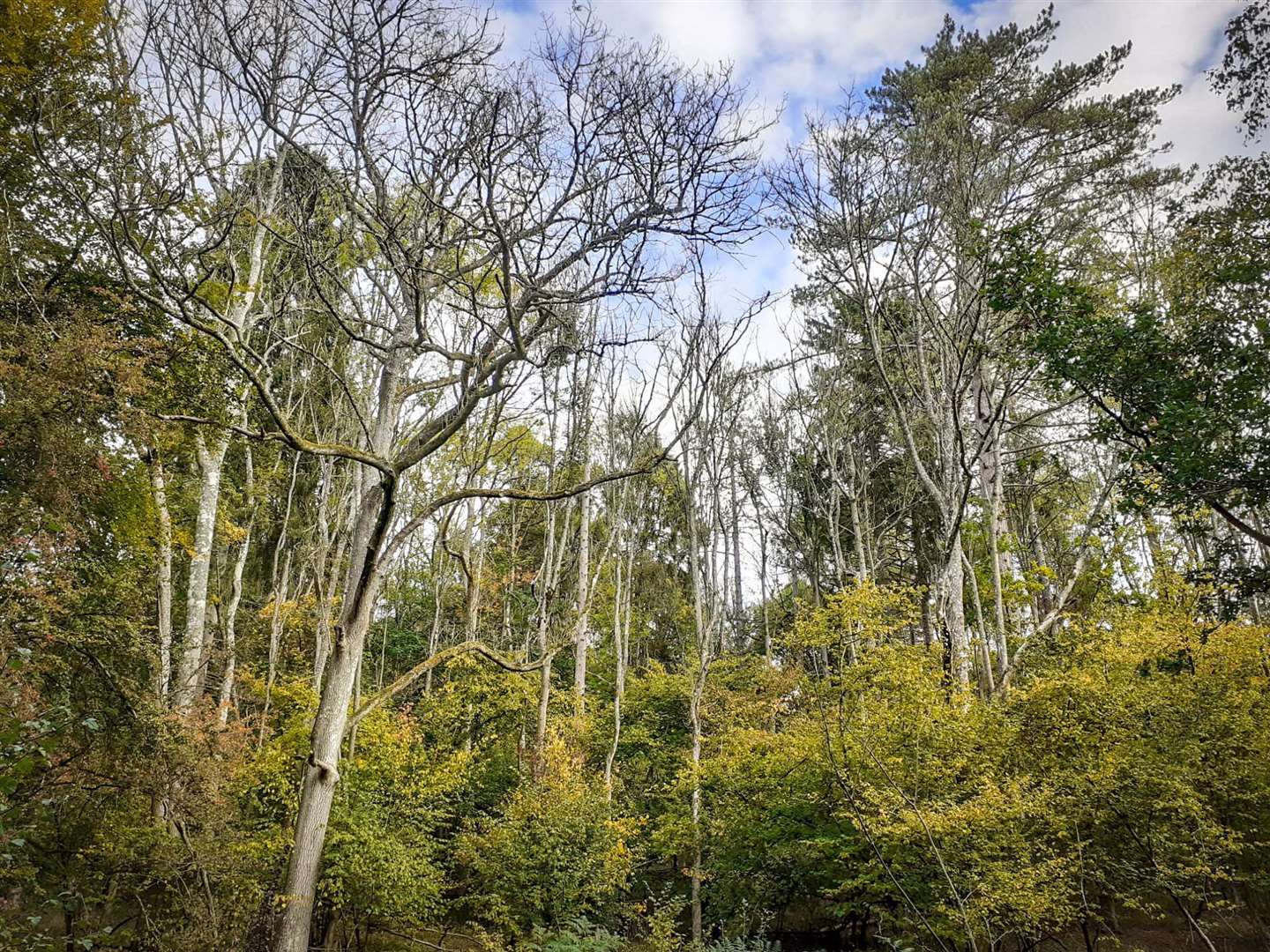 Trees suffering from ash die back (pic by Debbie Lewis)