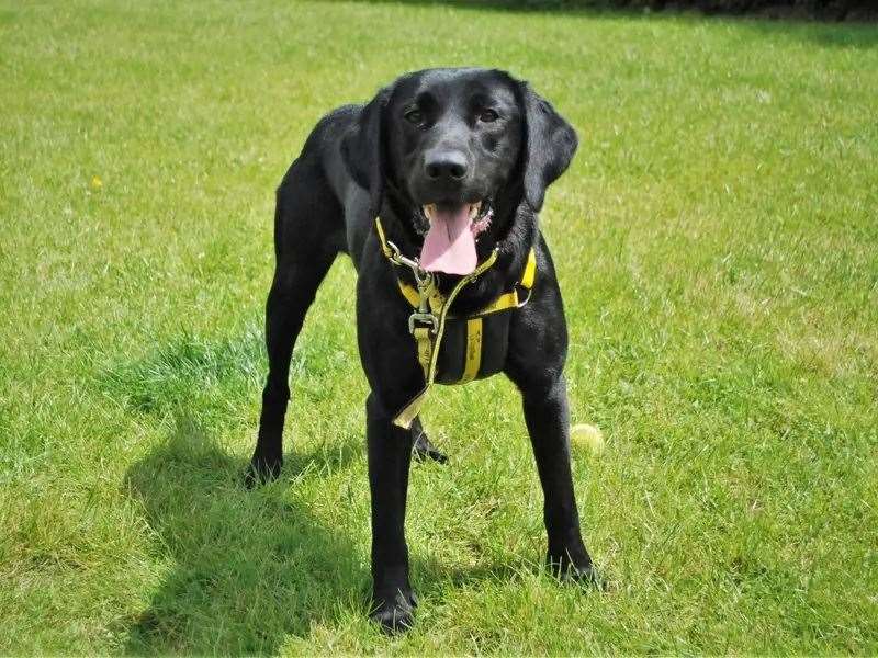 Murphy is looking for his forever home