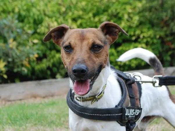 Seven-year-old Terry, picture: Dogs Trust Newbury