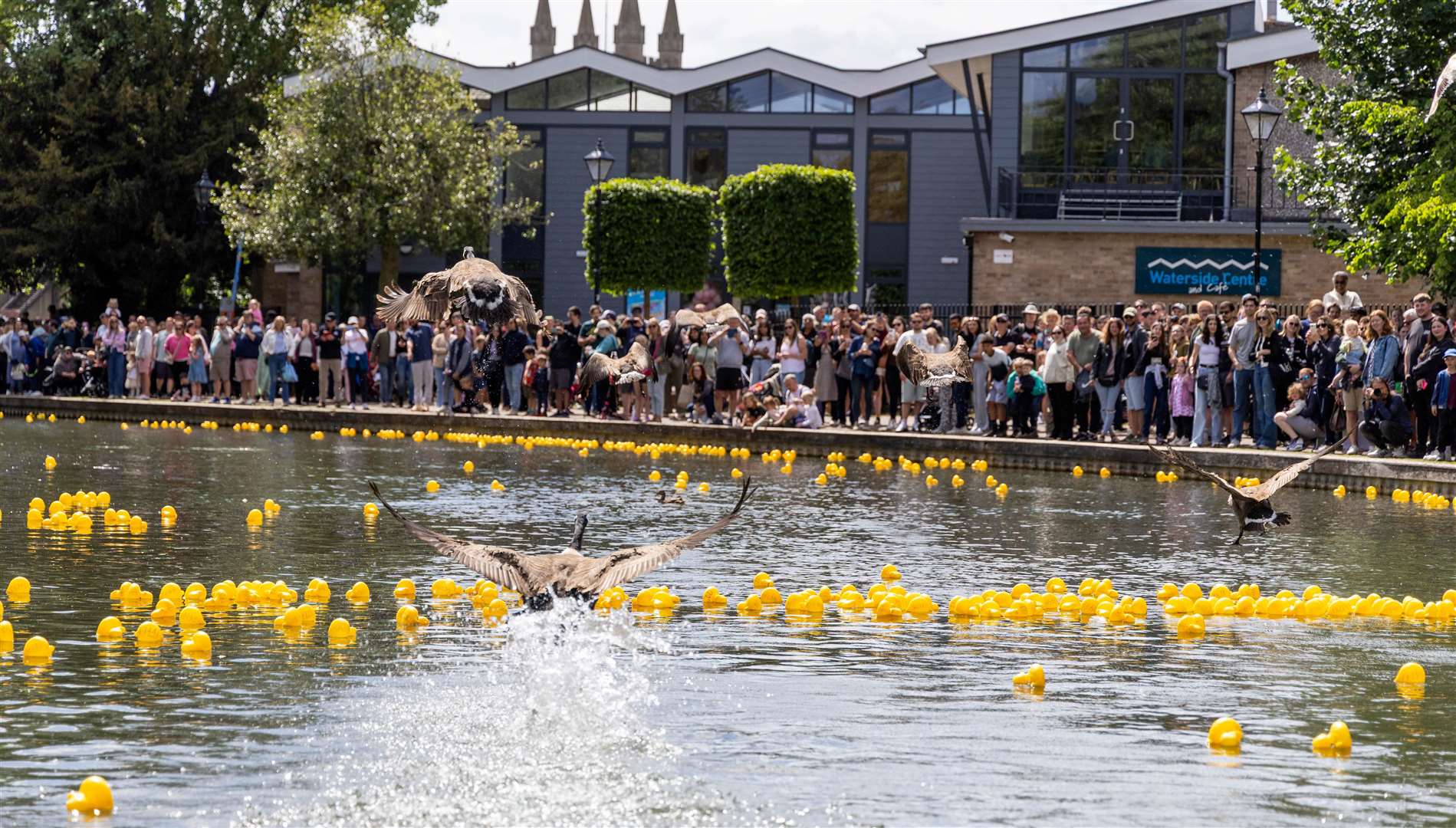 Newbury Duck Race