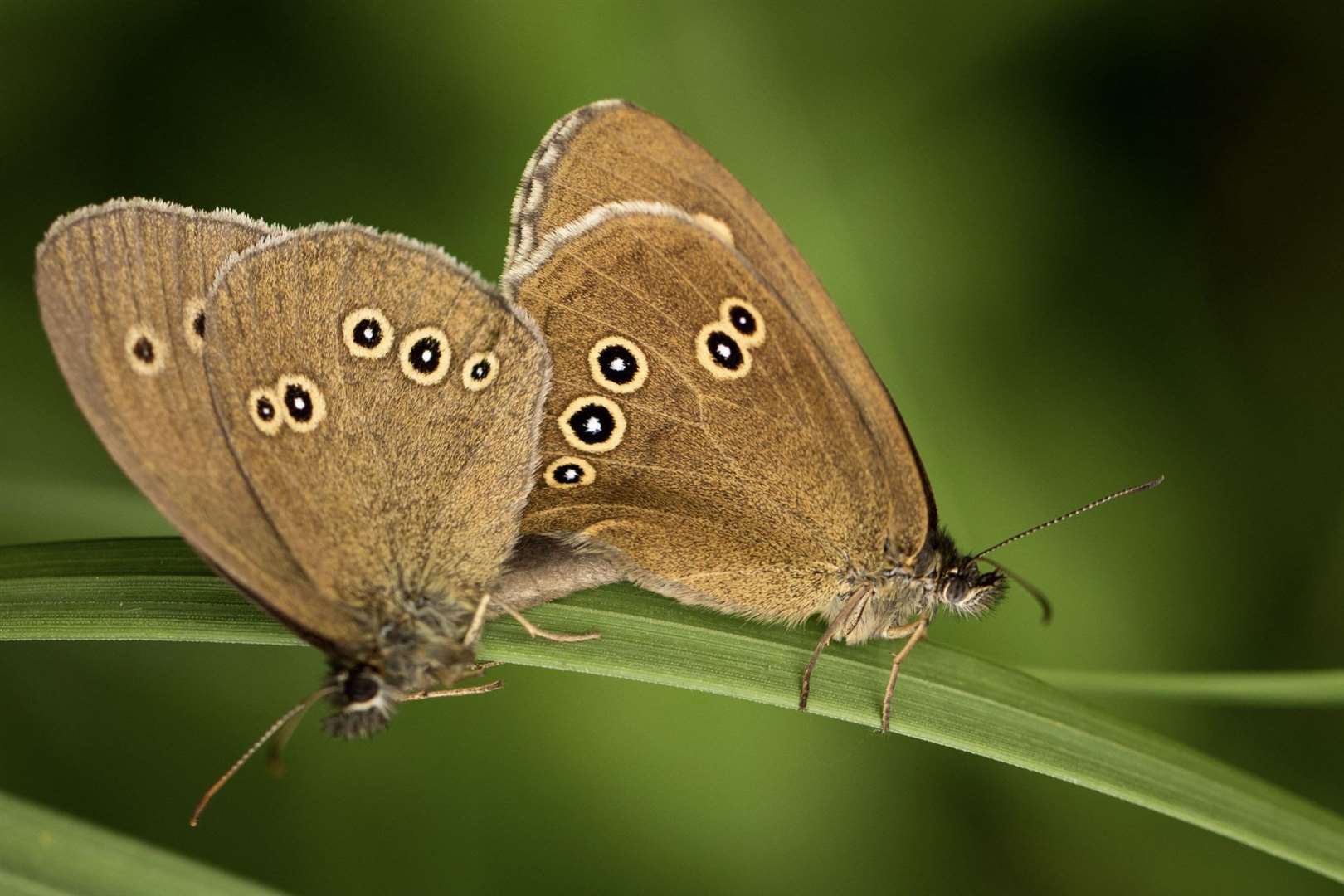 Nearly 1 in 10 butterflies are extinct in the UK
