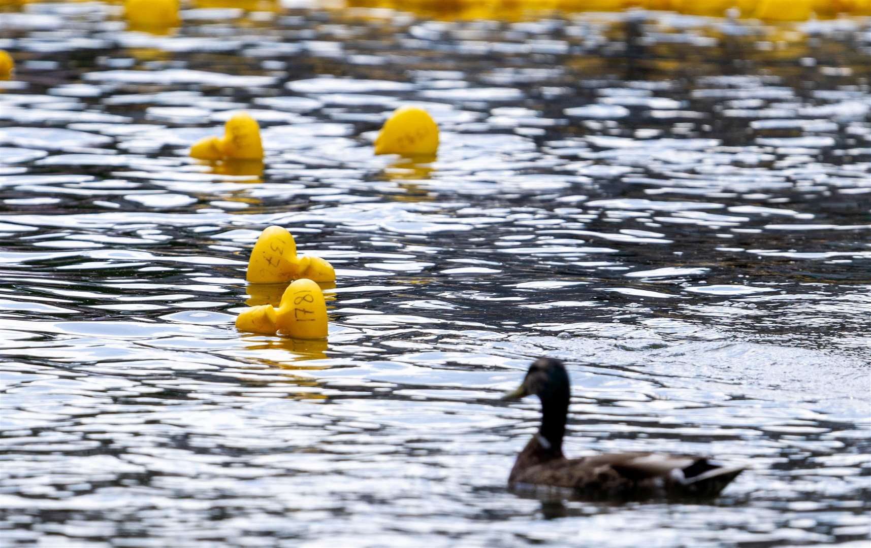 Newbury Duck Race
