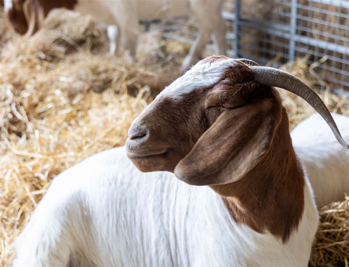 Lambing day at Foxglove Farm