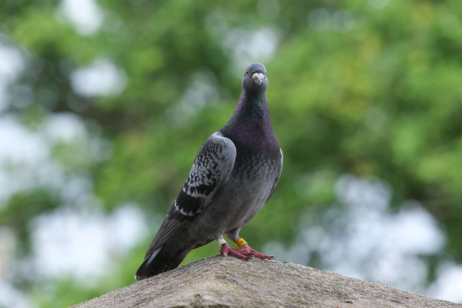 This friendly pigeon was spotted in Woolton Hill. Ref: 26-0521d