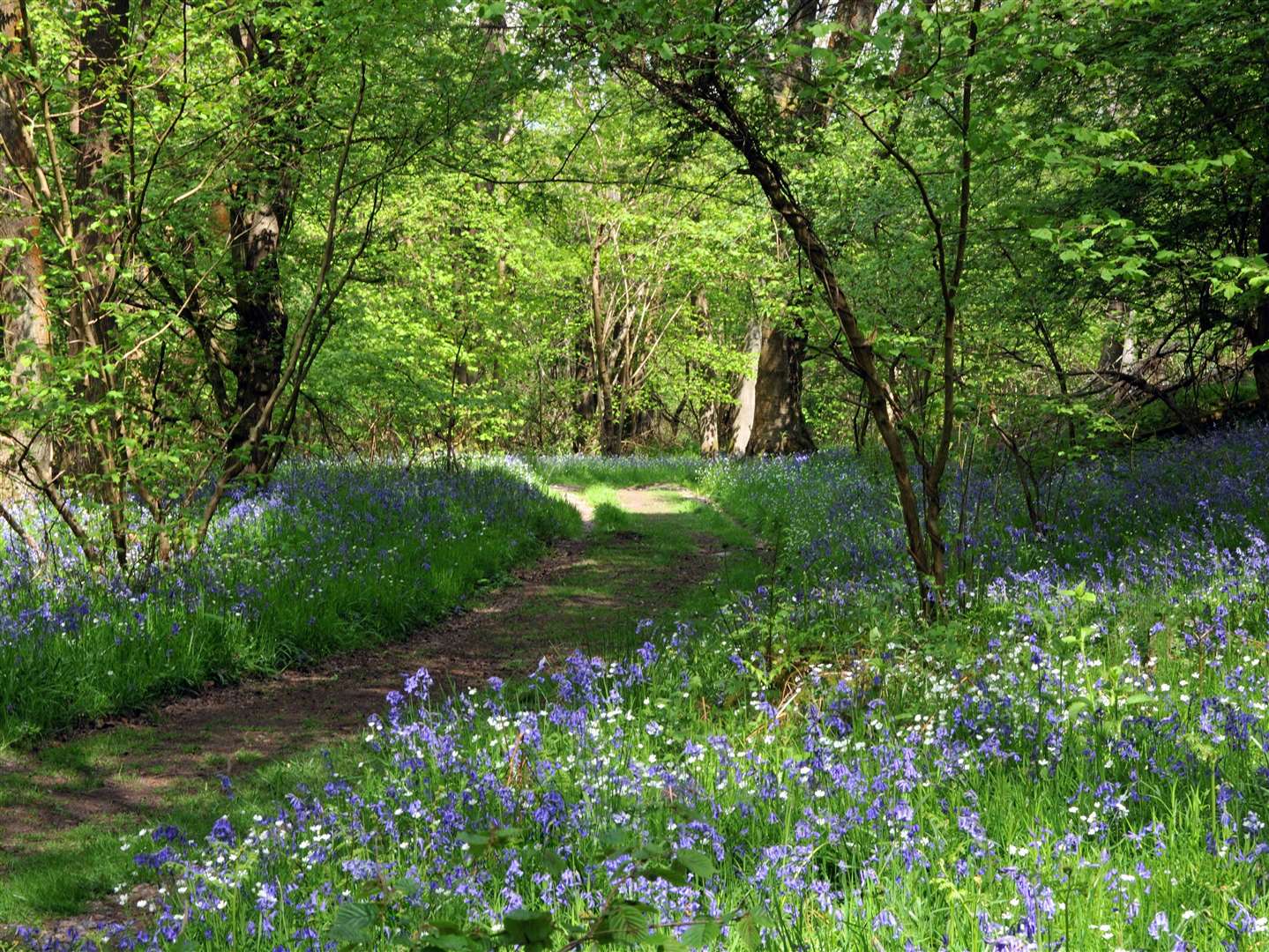 Pay a visit to the beautiful Bowdown Woods Picture: Rob Appleby